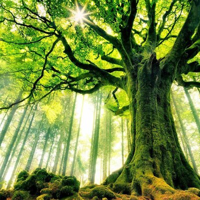 Timeline: Historia Del Desarrollo Sustentable