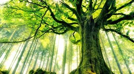 Timeline: Historia Del Desarrollo Sustentable