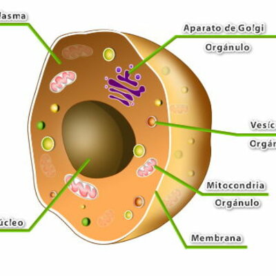 Timeline: DE QUÉ ESTAMOS FORMADOS LOS SERES VIVOS