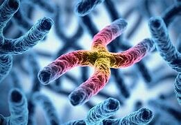 Strasburger, Fleming