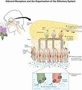 Richard Axel y Linda B. Buck