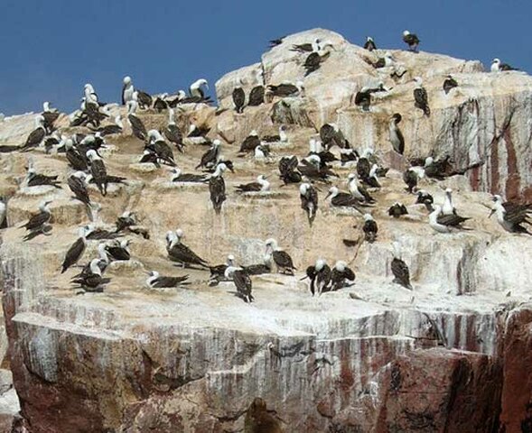 Implantó el Sistema de Consignaciones para la explotación y comercialización del guano