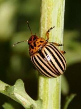 ARSENITO DE COBRE IMPURO