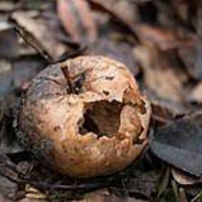 Timeline: Stages of Decomposition