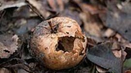 Timeline: Stages of Decomposition