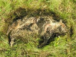 Stage 3: Active Decay