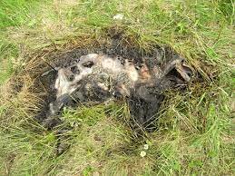 Stage 4: Advanced Decay