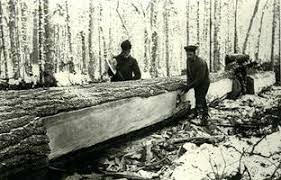 Essor du commerce du bois