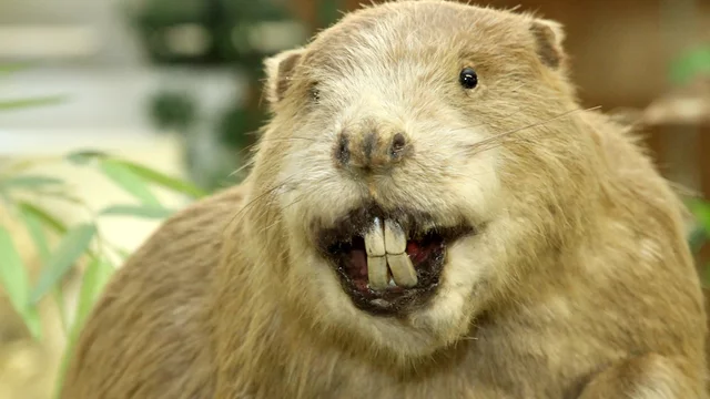 création de la compagnie du nord-ouest