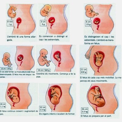 Timeline: L'embaràs