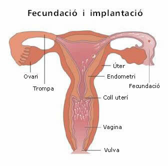 Implantació (Dia 6)