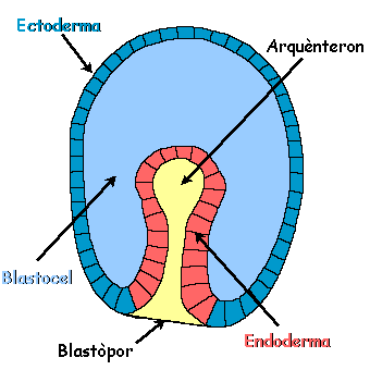 Gastrulació (Dia 17)