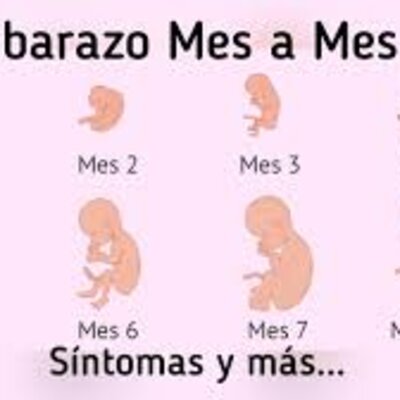 Timeline: El proceso embrionario humano