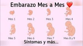 Timeline: El proceso embrionario humano