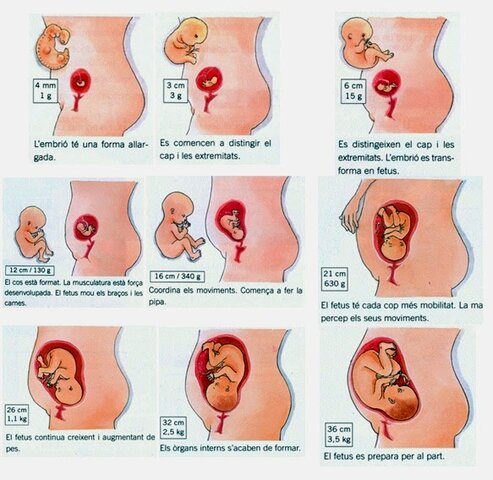 Moviments fetals (Setmanes 17-20)