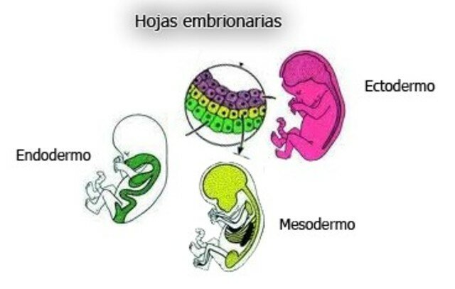 (Dia 17) Gastrulació