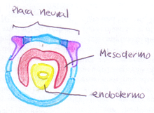 (Dia 19) Placa neural