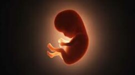 Timeline: Procés embrionari humà