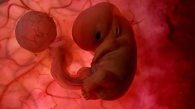 (Setmana 8) Inici de l'etapa fetal