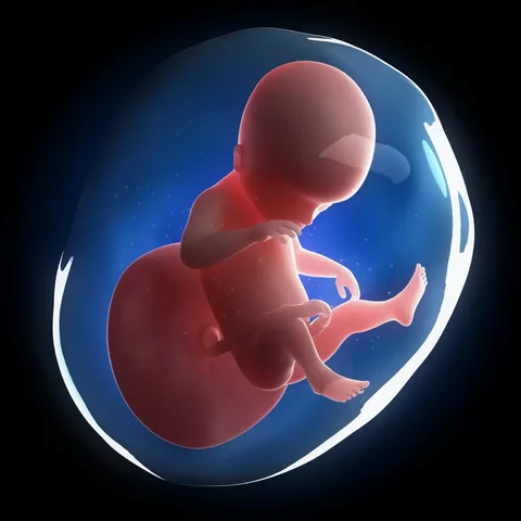 (Setmana 17-20) Moviments fetals