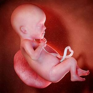 (Setmana 26) Sobreviuen a un part prematur