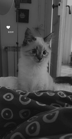 Vam adoptar el meu gat Chilli