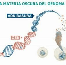 El borrador de la secuencia del genoma humano