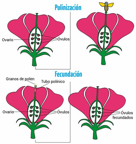 Reproducción Sexual En Las Plantas