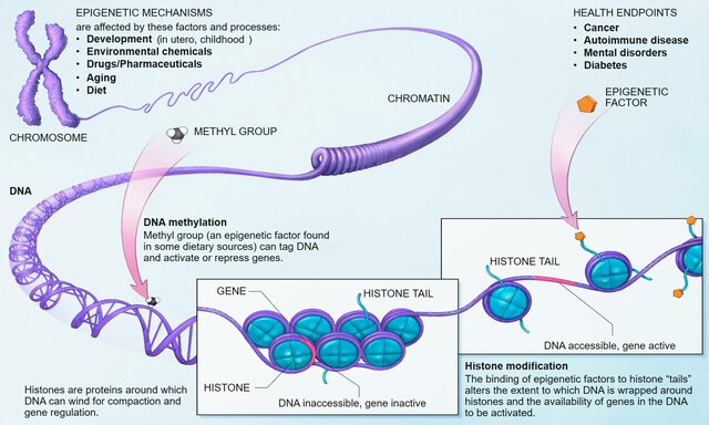 Epigenética relacionada a la obstetricia;