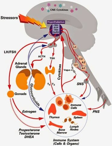 Disalimentación y estrés materno;