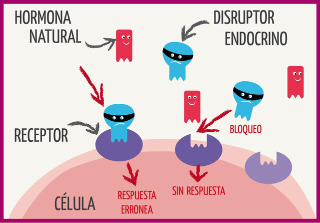 Uso de drogas y exposición a disruptores endocrinos;