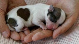 Timeline: gdhgfdfghdgfhd