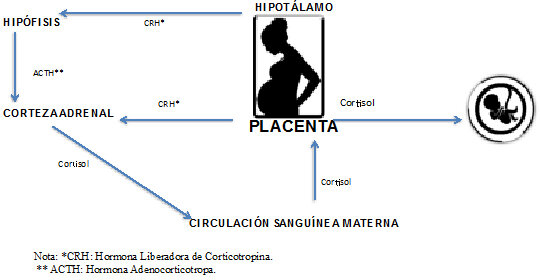 Consecuencias fisiopatológicas maternas;