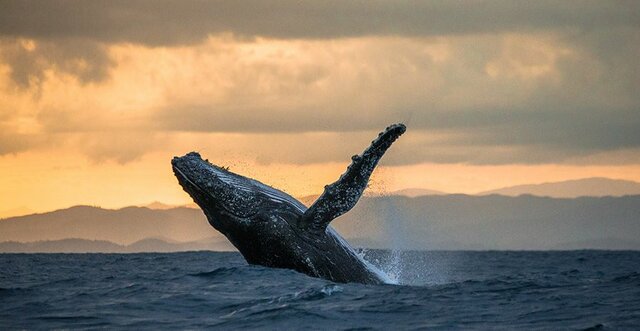 International Convention for the Regulation of Whaling