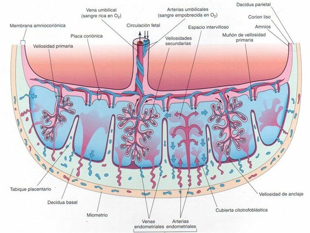 Consecuencias fisiopatológicas fetales;