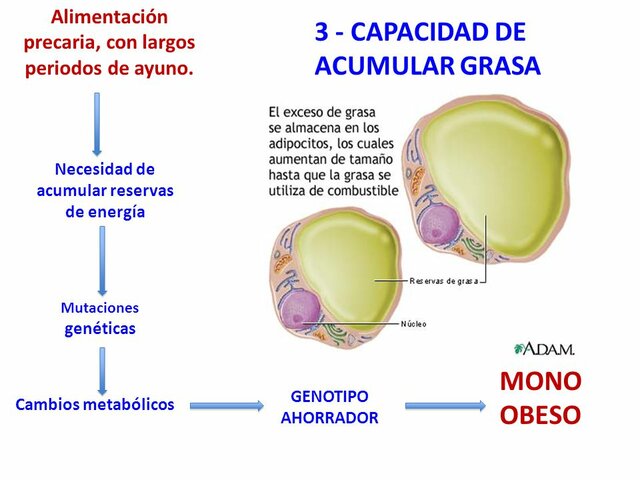 Activación del genotipo ahorrador;