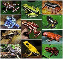 surgimento dos anfíbios