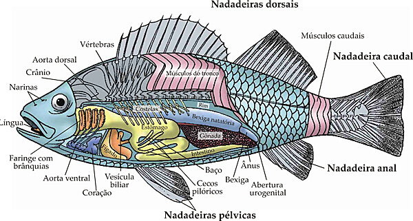 surgimento dos peixes