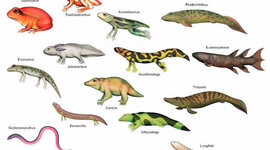 Timeline: surgimento dos anfíbios