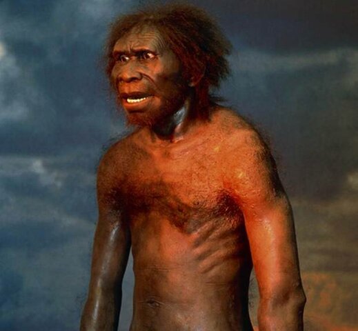 HOMO ERECTUS