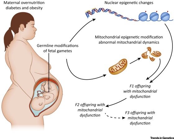Ciclo biológico de las enfermedades crónicas;