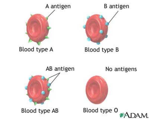 Blood Types (1900's)