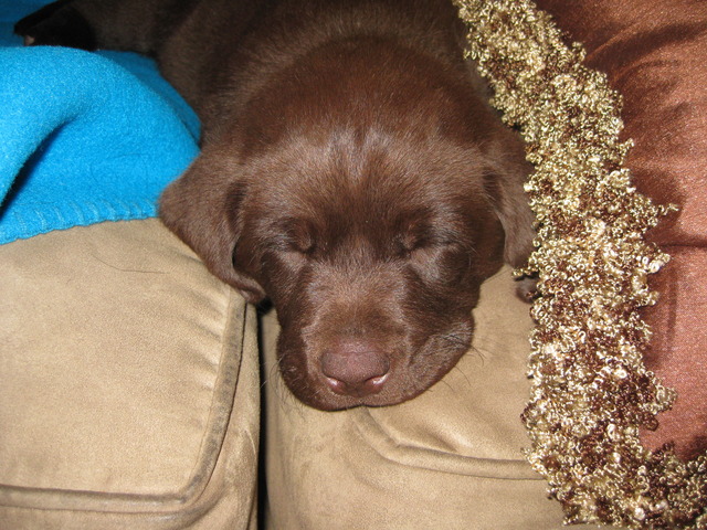 New Brown Lab Hershey