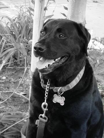 My first Dog Black Lab Jingle