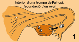 Fecundació (dia 1)
