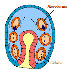 Gastrulació (dia 17)