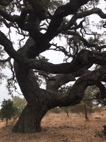 [Personal] Oak at Arastradero Preserve