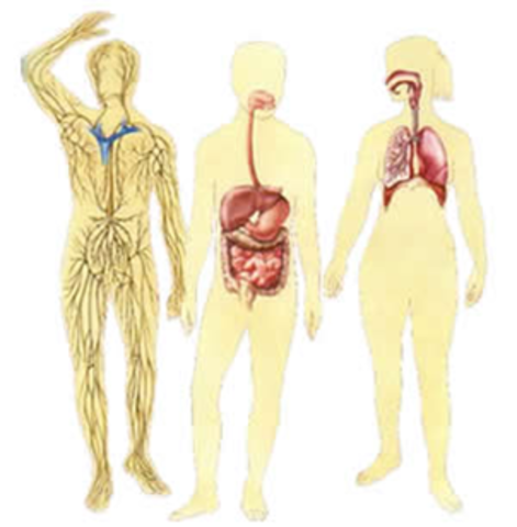 BODY SYSTEM PRESENTATIONS