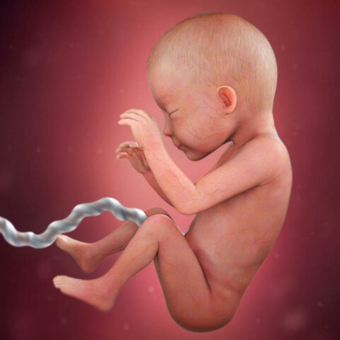 semana 26(sobreviuen a un part prematur)