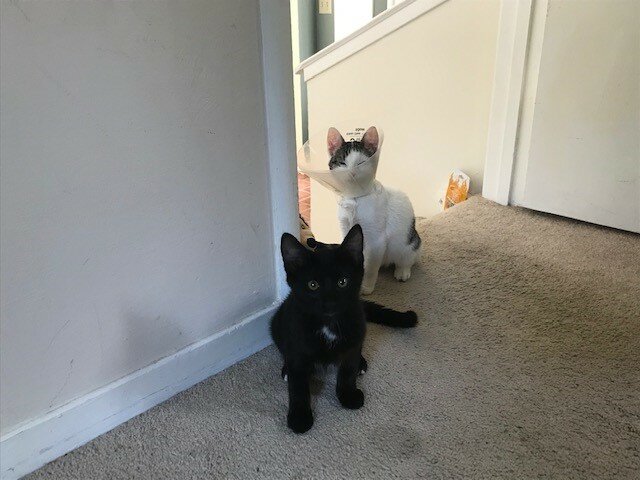 [Personal] Pandemic Kittens